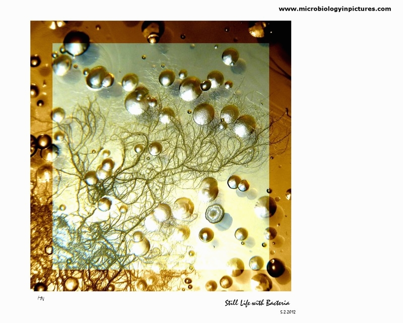 still life with bacteria